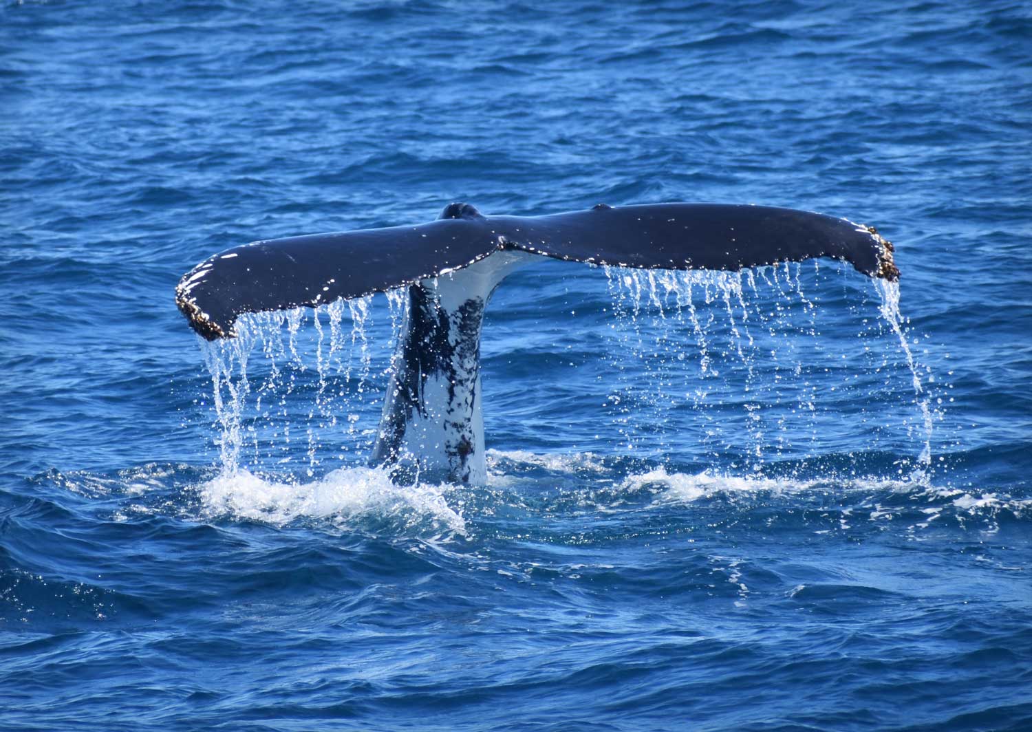 Humpback Whales Phillip Island