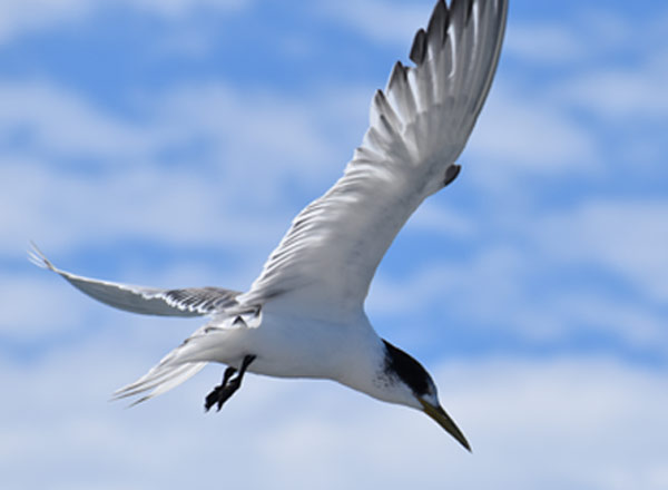 Bird flu information